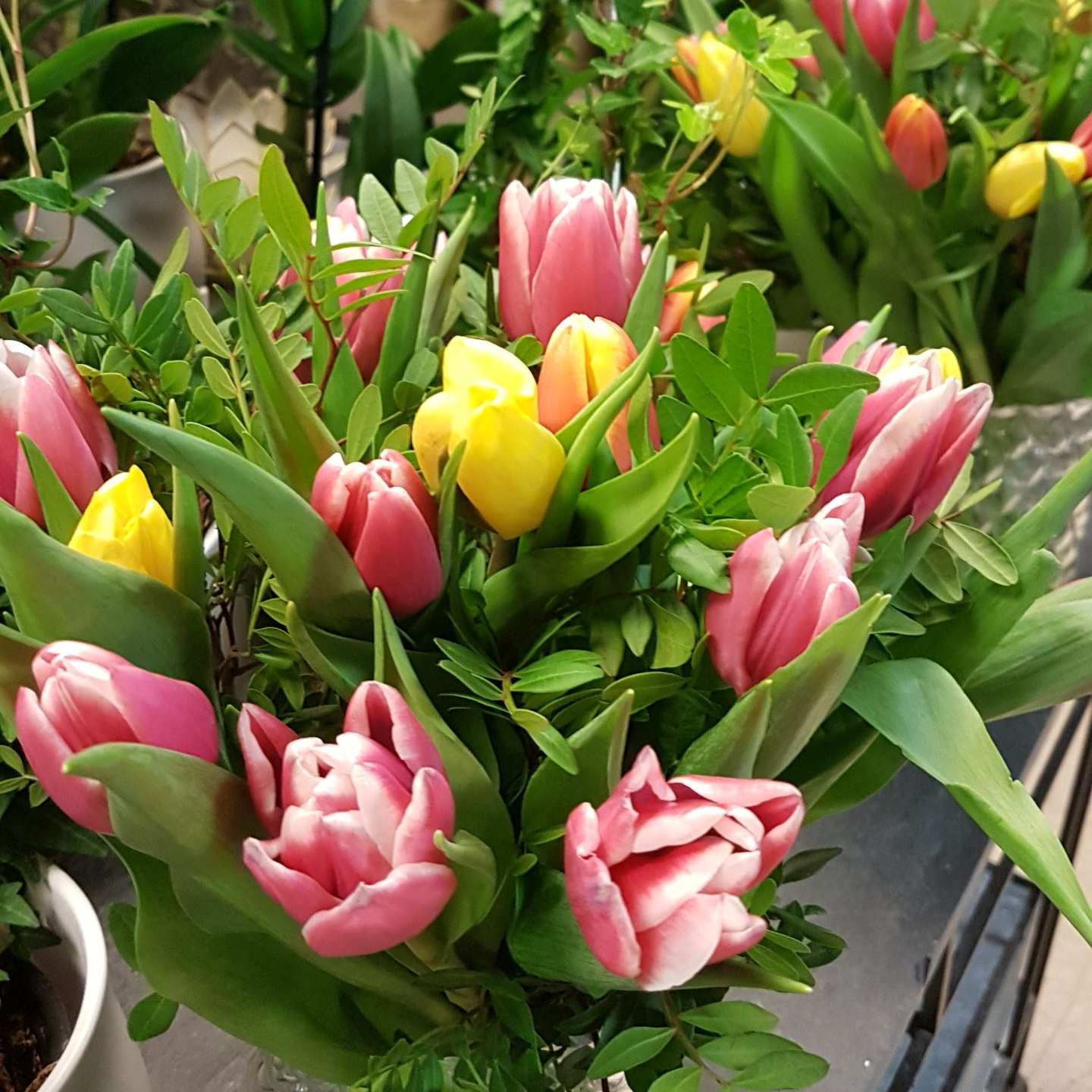 Tulipanser